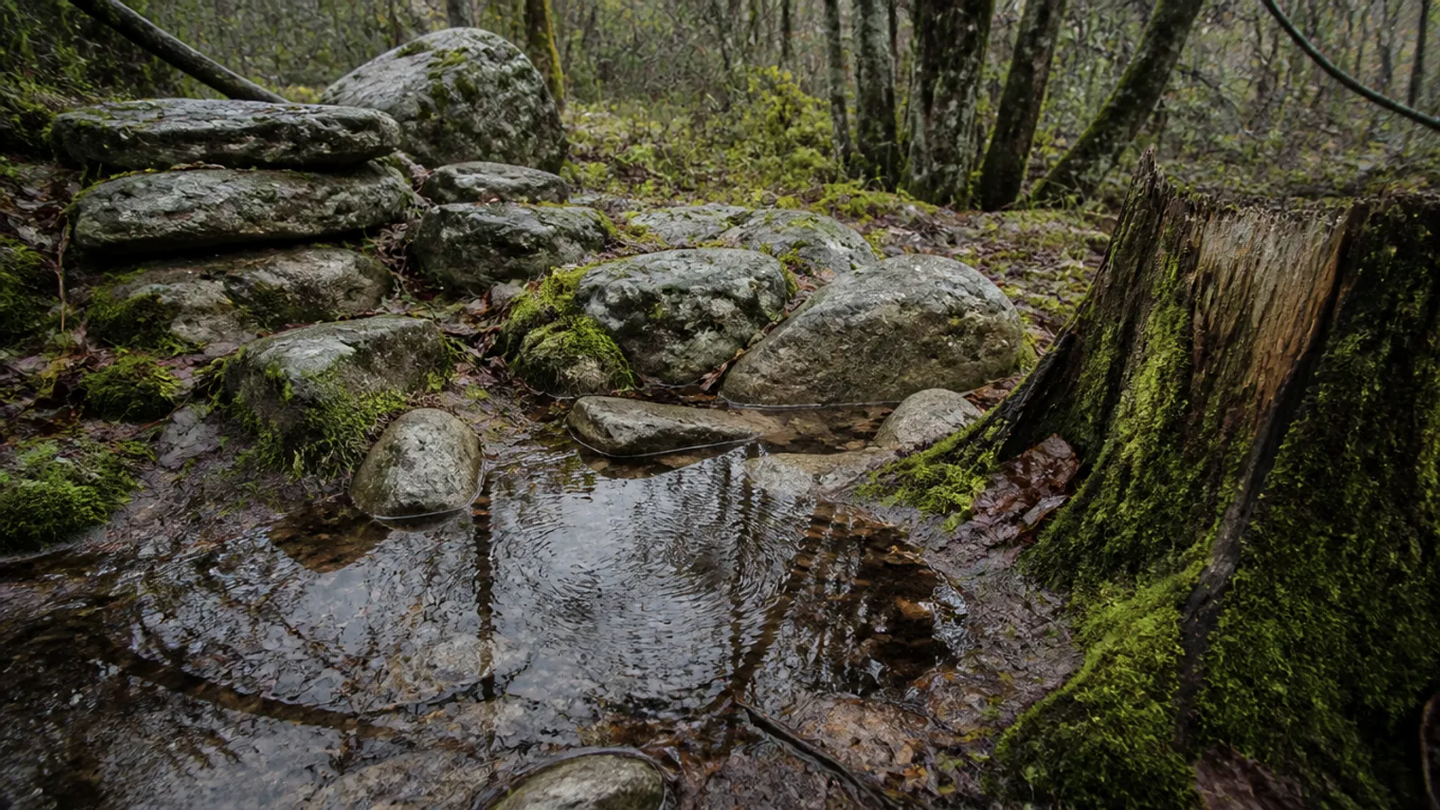 Microhábitats: por qué importan tocones, piedras y charcas temporales